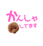 トイプーmintoのスタンプ3✨（個別スタンプ：22）