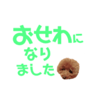 トイプーmintoのスタンプ3✨（個別スタンプ：23）