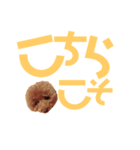 トイプーmintoのスタンプ3✨（個別スタンプ：24）
