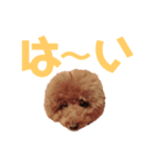 トイプーmintoのスタンプ3✨（個別スタンプ：31）