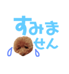 トイプーmintoのスタンプ3✨（個別スタンプ：37）