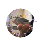 こっことしょうたスタンプ（個別スタンプ：22）