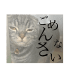 ぽこぽこねこすたんぷ明朝体（個別スタンプ：3）