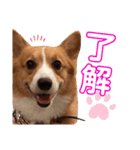 わんわんりんちゃん（個別スタンプ：2）