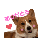 わんわんりんちゃん（個別スタンプ：3）