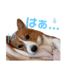 わんわんりんちゃん（個別スタンプ：6）