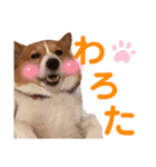 わんわんりんちゃん（個別スタンプ：7）