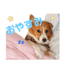 わんわんりんちゃん（個別スタンプ：10）