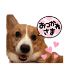 わんわんりんちゃん（個別スタンプ：11）