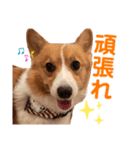 わんわんりんちゃん（個別スタンプ：12）