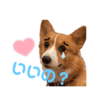 わんわんりんちゃん（個別スタンプ：16）