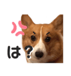 わんわんりんちゃん（個別スタンプ：17）