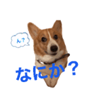 わんわんりんちゃん（個別スタンプ：20）