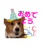 わんわんりんちゃん（個別スタンプ：22）