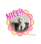ピケその6（個別スタンプ：1）