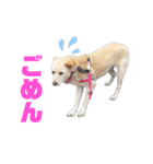 きなこ＆もなかの日常7（個別スタンプ：3）