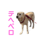 きなこ＆もなかの日常7（個別スタンプ：6）