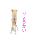 きなこ＆もなかの日常7（個別スタンプ：8）