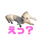 きなこ＆もなかの日常7（個別スタンプ：11）
