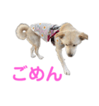 きなこ＆もなかの日常7（個別スタンプ：12）