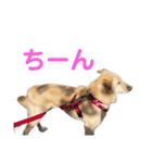 きなこ＆もなかの日常7（個別スタンプ：13）