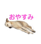 きなこ＆もなかの日常7（個別スタンプ：15）