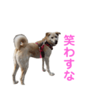 きなこ＆もなかの日常7（個別スタンプ：16）