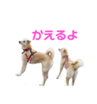 きなこ＆もなかの日常7（個別スタンプ：17）