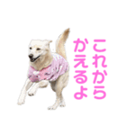 きなこ＆もなかの日常7（個別スタンプ：19）