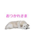 きなこ＆もなかの日常7（個別スタンプ：20）