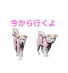 きなこ＆もなかの日常7（個別スタンプ：26）