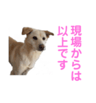 きなこ＆もなかの日常7（個別スタンプ：27）