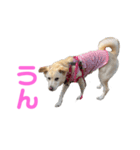 きなこ＆もなかの日常7（個別スタンプ：28）