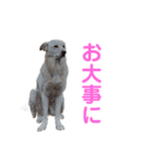 きなこ＆もなかの日常7（個別スタンプ：30）