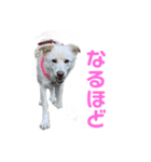 きなこ＆もなかの日常7（個別スタンプ：33）