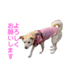 きなこ＆もなかの日常7（個別スタンプ：34）