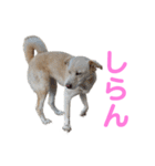 きなこ＆もなかの日常7（個別スタンプ：39）