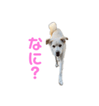 きなこ＆もなかの日常7（個別スタンプ：40）