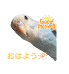 セキセイインコの日々（個別スタンプ：1）