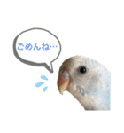 セキセイインコの日々（個別スタンプ：16）