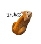 upperさんの猫ちゃん（個別スタンプ：1）