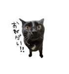 upperさんの猫ちゃん（個別スタンプ：2）