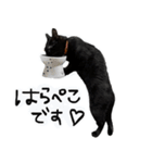 upperさんの猫ちゃん（個別スタンプ：3）