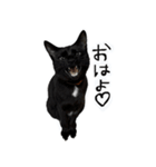 upperさんの猫ちゃん（個別スタンプ：5）