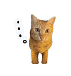 upperさんの猫ちゃん（個別スタンプ：6）