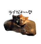 upperさんの猫ちゃん（個別スタンプ：7）