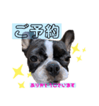 ペロスタ2022（個別スタンプ：8）