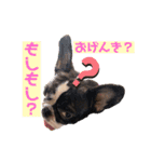 ペロスタ2022（個別スタンプ：9）
