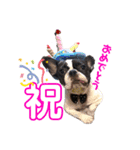 ペロスタ2022（個別スタンプ：12）