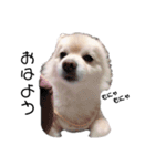 愛犬むさしさん2（個別スタンプ：1）
